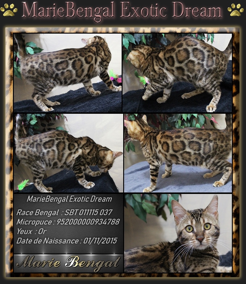 Exotique chat Bengal reproductrice