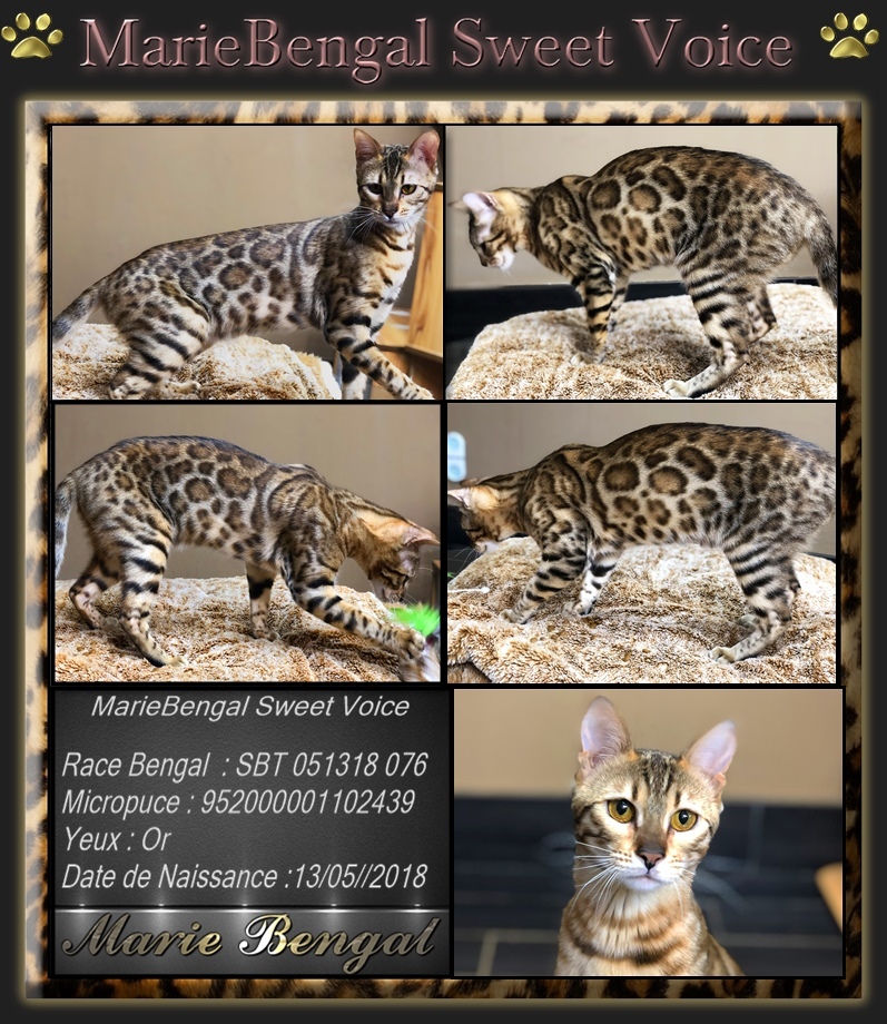 chat Bengal du Quebec