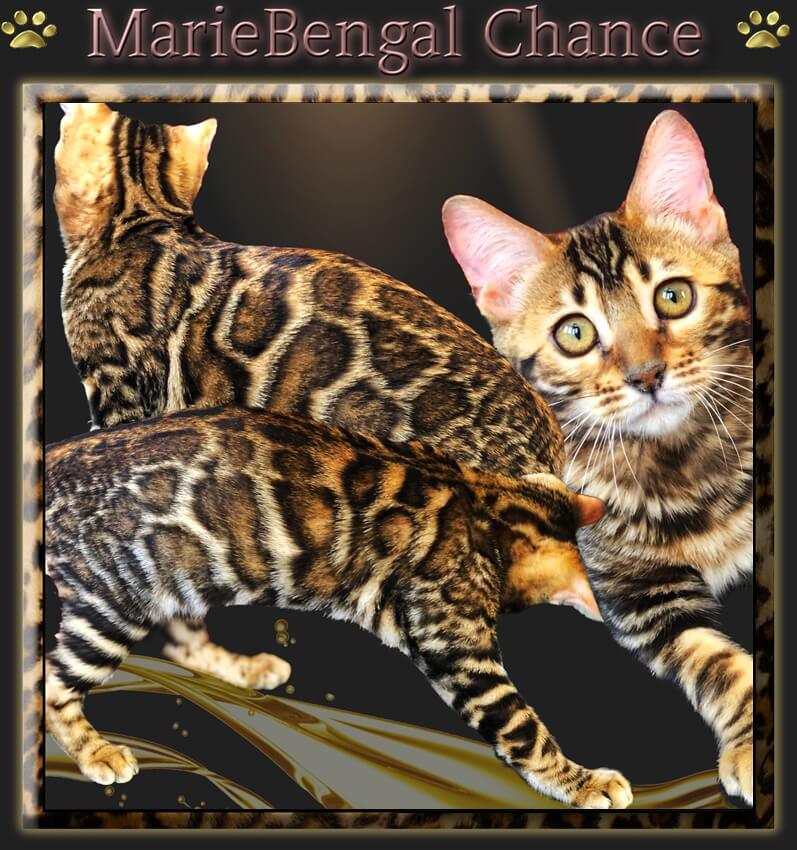 MarieBengal Chance