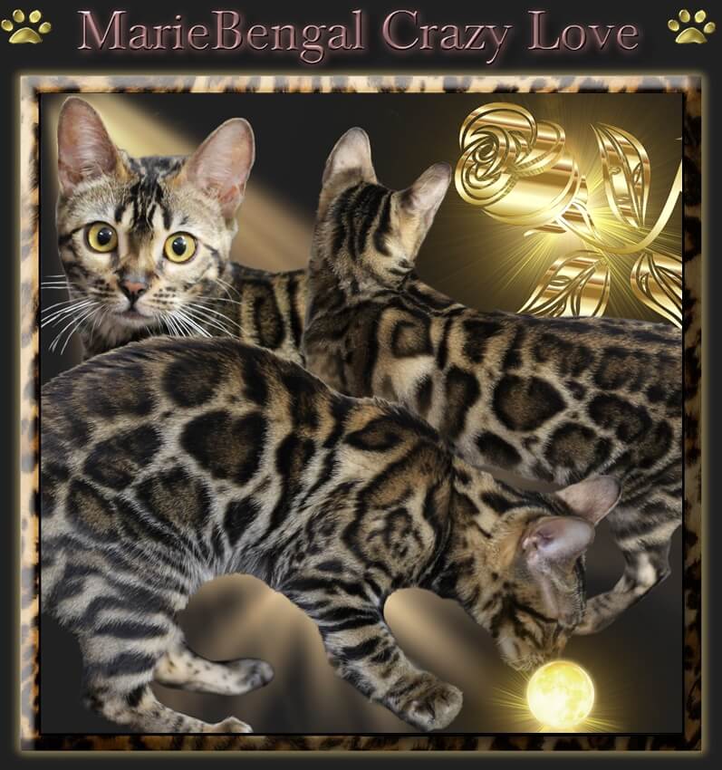 MarieBengal Crazy Love