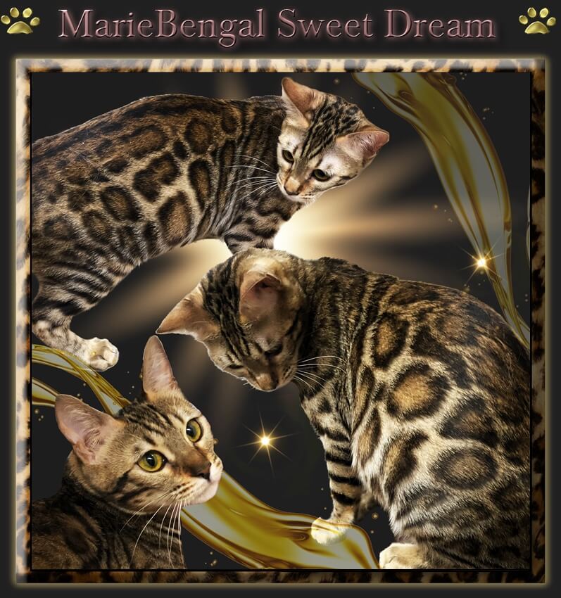 MarieBengal Sweet Dream