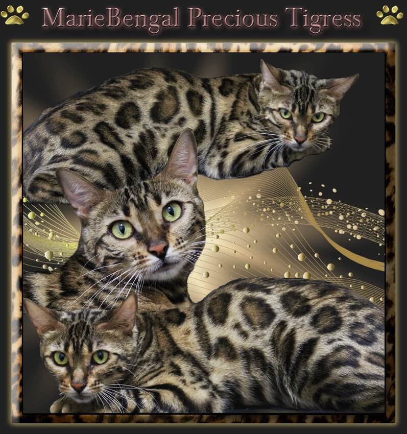 MarieBengal Tigress