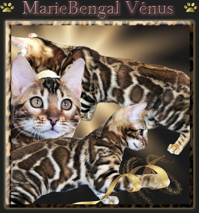 MarieBengal vénus