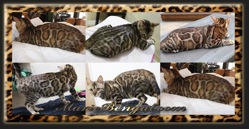 chat bengal adulte