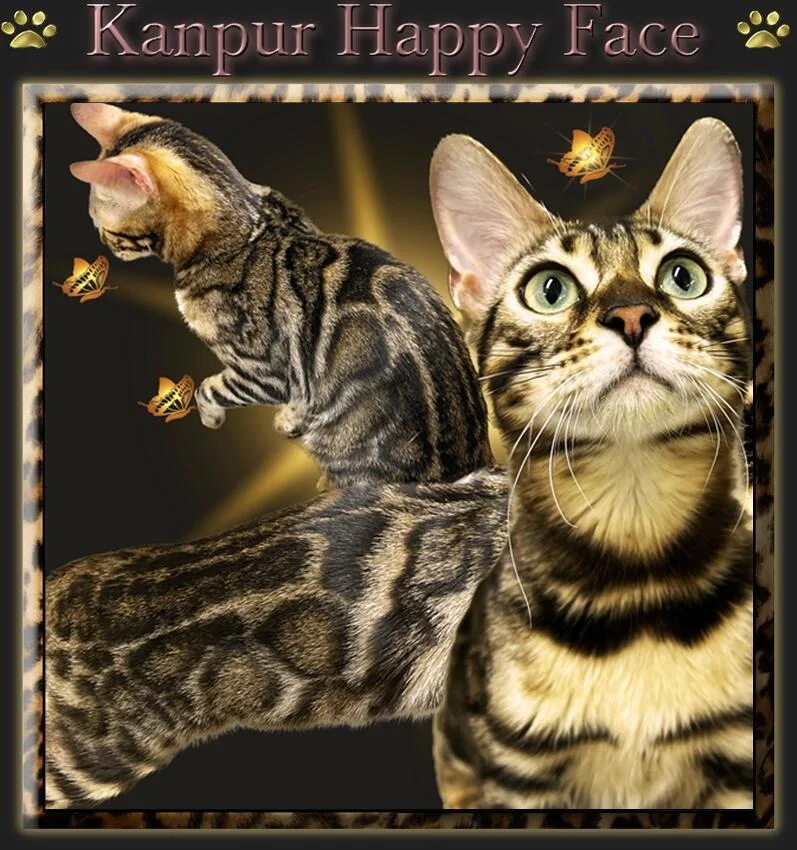 Chat Bengal Kanpur Happy Face